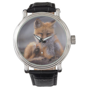 Rotfuchs, Vulpes vulpes, Jungtier kratzt sich, Armbanduhr
