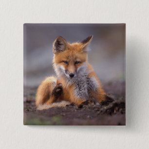 Rotfuchs, Vulpes vulpes, Jungtier kratzt sich, Button