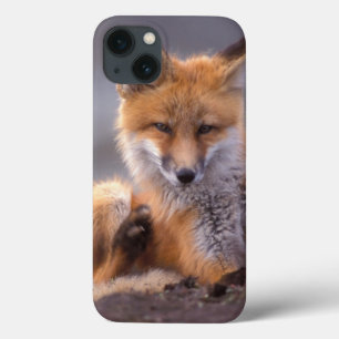 Rotfuchs, Vulpes vulpes, Jungtier kratzt sich, Case-Mate iPhone Hülle