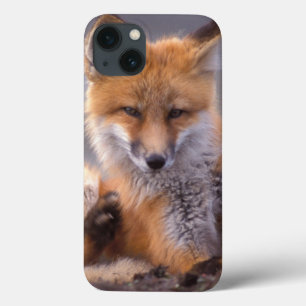 Rotfuchs, Vulpes vulpes, Jungtier kratzt sich, iPhone 13 Hülle