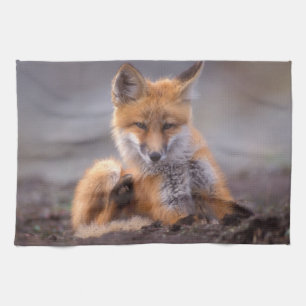 Rotfuchs, Vulpes vulpes, Jungtier kratzt sich, Handtuch