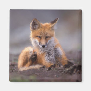 Rotfuchs, Vulpes vulpes, Jungtier kratzt sich, Magnet
