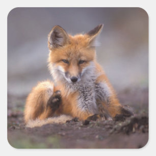 Rotfuchs, Vulpes vulpes, Jungtier kratzt sich, Quadratischer Aufkleber