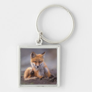 Rotfuchs, Vulpes vulpes, Jungtier kratzt sich, Schlüsselanhänger
