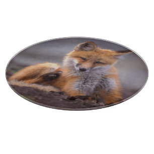 Rotfuchs, Vulpes vulpes, Jungtier kratzt sich, Schneidebrett