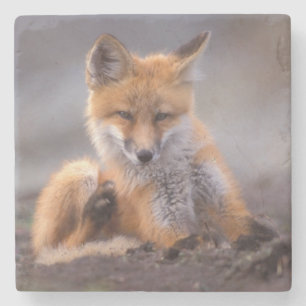 Rotfuchs, Vulpes vulpes, Jungtier kratzt sich, Steinuntersetzer