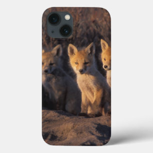 Rotfuchs, Vulpes vulpes, Jungtiere iPhone 13 Hülle