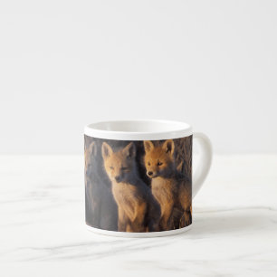 Rotfuchs, Vulpes vulpes, Jungtiere Espressotasse
