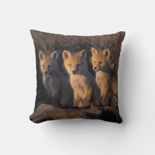 Rotfuchs, Vulpes vulpes, Jungtiere Kissen
