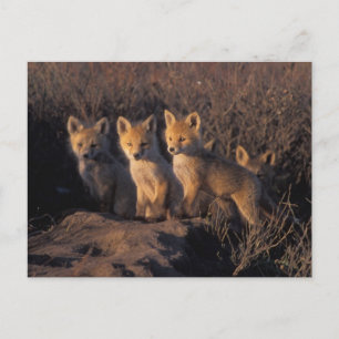 Rotfuchs, Vulpes vulpes, Jungtiere Postkarte