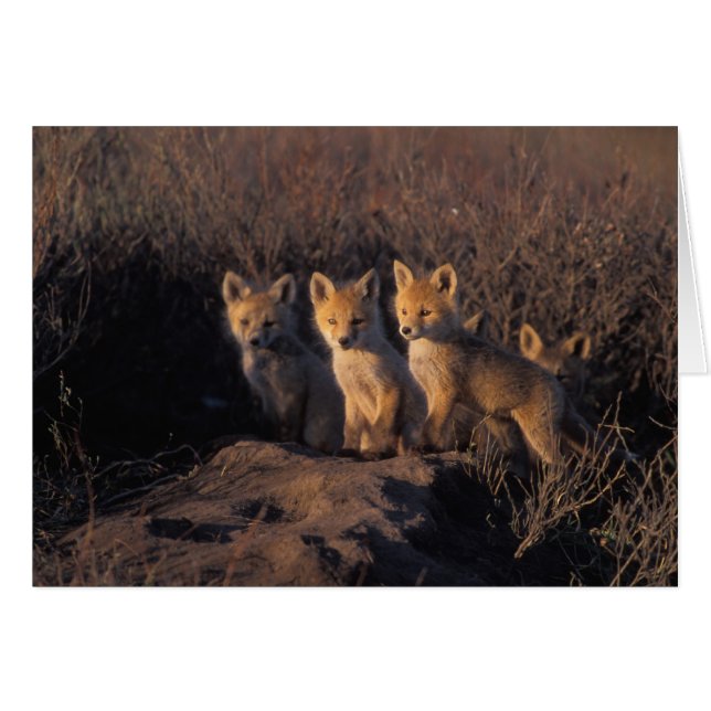 Rotfuchs, Vulpes vulpes, Kits (Vorderseite (Horizontal))