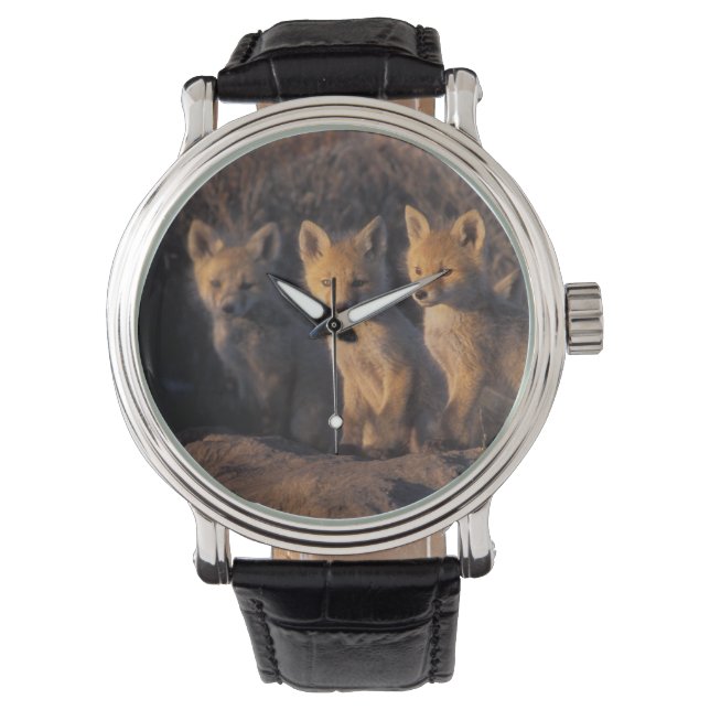 Rotfuchs, Vulpes vulpes, Kits Armbanduhr (Vorderseite)