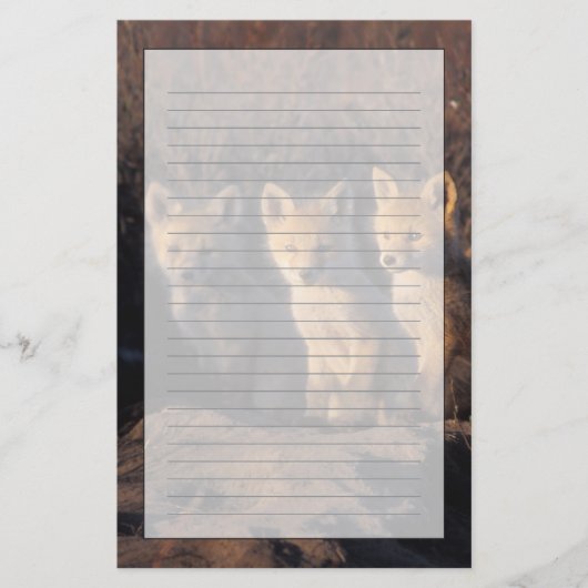 Rotfuchs, Vulpes vulpes, Kits Briefpapier (Vorderseite)