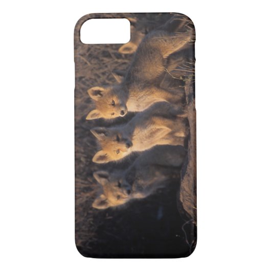 Rotfuchs, Vulpes vulpes, Kits Case-Mate iPhone Hülle (Rückseite)
