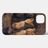 Rotfuchs, Vulpes vulpes, Kits Case-Mate iPhone Hülle (Rückseite (Horizontal))