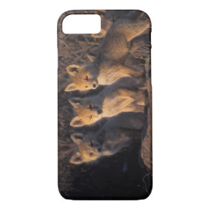 Rotfuchs, Vulpes vulpes, Kits Case-Mate iPhone Hülle