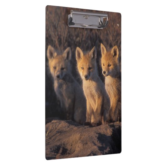 Rotfuchs, Vulpes vulpes, Kits Klemmbrett (Rechts)