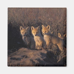 Rotfuchs, Vulpes vulpes, Kits Magnet
