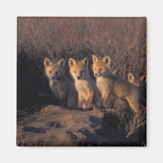 Rotfuchs, Vulpes vulpes, Kits Magnet (Vorne)