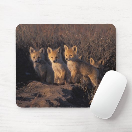 Rotfuchs, Vulpes vulpes, Kits Mousepad (Mit Mouse)
