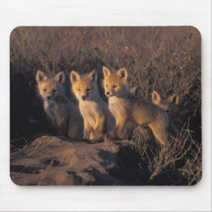 Rotfuchs, Vulpes vulpes, Kits Mousepad