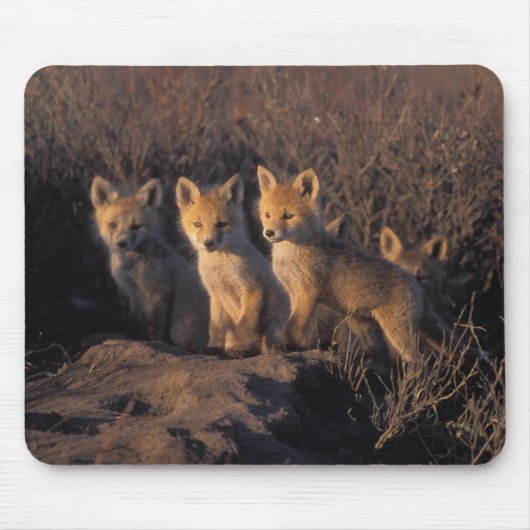 Rotfuchs, Vulpes vulpes, Kits Mousepad (Vorne)