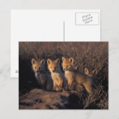 Rotfuchs, Vulpes vulpes, Kits Postkarte (Vorne/Hinten)