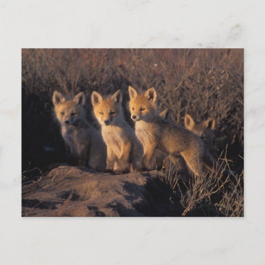 Rotfuchs, Vulpes vulpes, Kits Postkarte (Vorderseite)