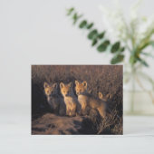 Rotfuchs, Vulpes vulpes, Kits Postkarte (Stehend Vorderseite)