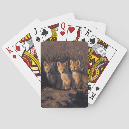 Rotfuchs, Vulpes vulpes, Kits Spielkarten (Rückseite)