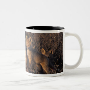 Rotfuchs, Vulpes vulpes, Kits Zweifarbige Tasse