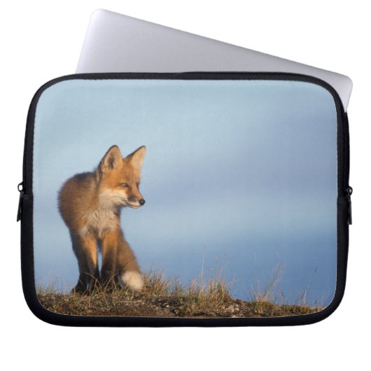 Rotfuchs, Vulpes vulpes Laptopschutzhülle (Vorderseite)