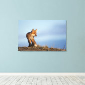 Rotfuchs, Vulpes vulpes Leinwanddruck (Insitu (Holzboden))