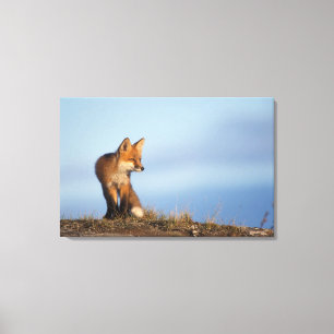 Rotfuchs, Vulpes vulpes Leinwanddruck
