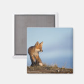 Rotfuchs, Vulpes vulpes Magnet (Vorderseite/Rückseite)