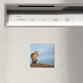 Rotfuchs, Vulpes vulpes Magnet (In Situ (Geschirrspüler))