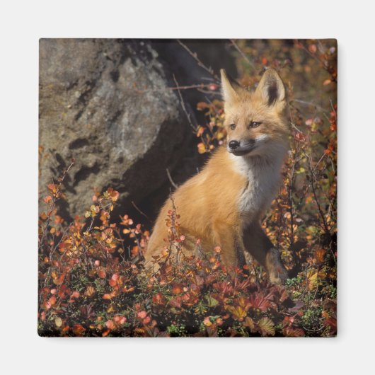Rotfuchs, Vulpes vulpes Magnet (Vorne)