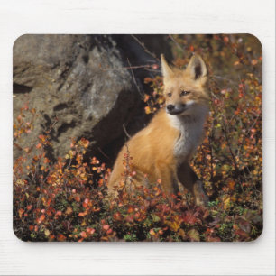 Rotfuchs, Vulpes vulpes Mousepad