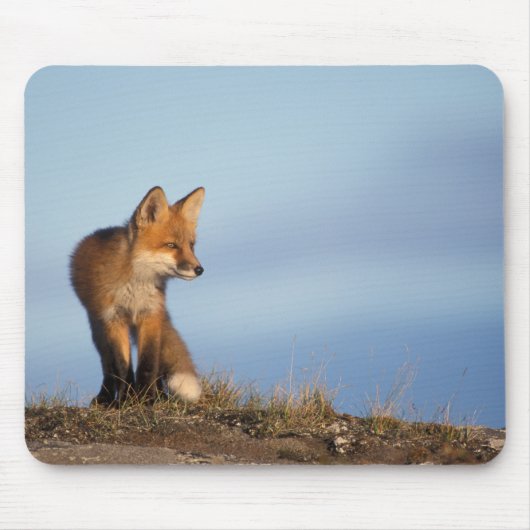 Rotfuchs, Vulpes vulpes Mousepad (Vorne)