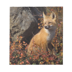 Rotfuchs, Vulpes vulpes Notizblock