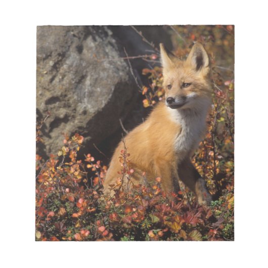 Rotfuchs, Vulpes vulpes Notizblock (Vorderseite)