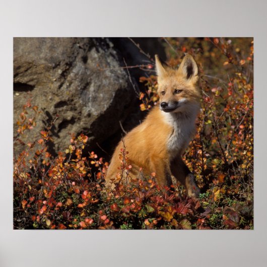 Rotfuchs, Vulpes vulpes Poster (Vorne)