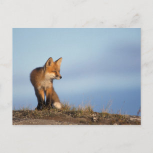 Rotfuchs, Vulpes vulpes Postkarte