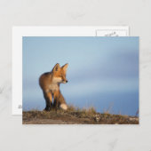Rotfuchs, Vulpes vulpes Postkarte (Vorne/Hinten)