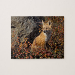 Rotfuchs, Vulpes vulpes Puzzle