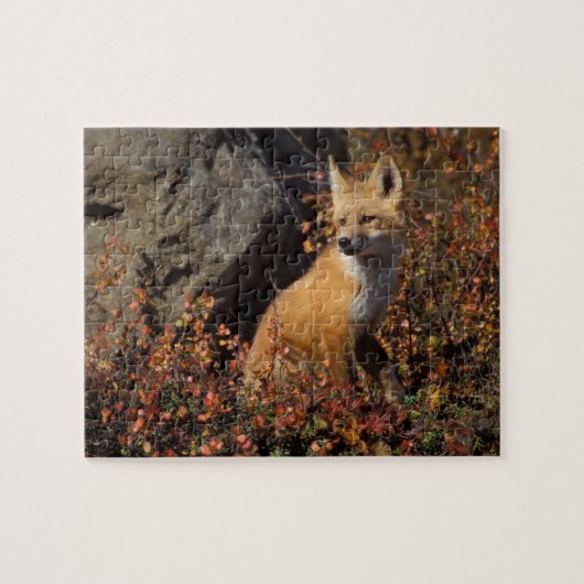Rotfuchs, Vulpes vulpes Puzzle (Horizontal)