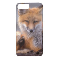 Rotfuchs, Vulpes vulpes, sich selbst kratzen,