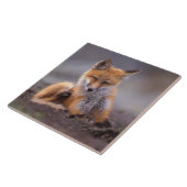 Rotfuchs, Vulpes vulpes, sich selbst kratzen, Fliese (Seite)