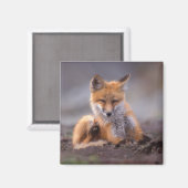 Rotfuchs, Vulpes vulpes, sich selbst kratzen, Magnet (Vorderseite/Rückseite)