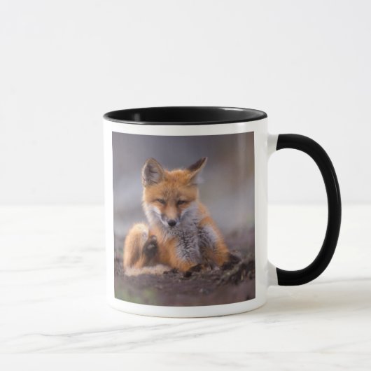 Rotfuchs, Vulpes vulpes, sich selbst kratzen, Tasse (Rechts)